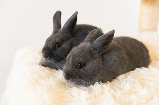 Cute asian child girl touching and playing with cute Holland lop rabbit with love and tenderness at easter festive