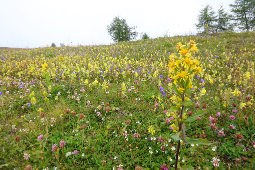 blossomed flowers of the alpine flora during the summer in the meadow near the  Dolomites Mountains