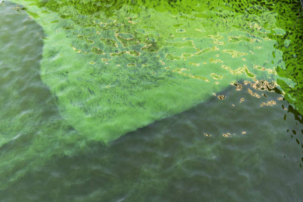 istock Blooming green water. Green algae polluted river. 1681007387