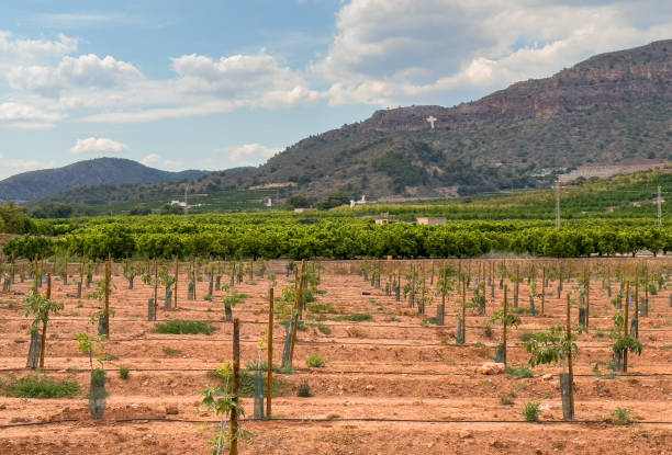 istock Planting a tree in field. Mandarin tree farm field. Orange mandarin trees 1681011203