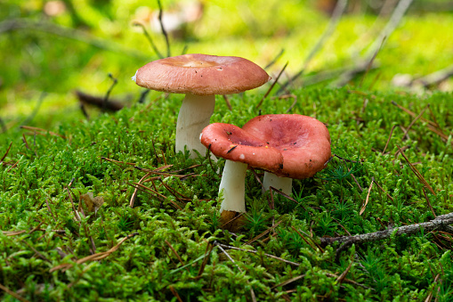 Russula paludosa - red forest mushroom. It is edible. Yet it may easily be mistaken for Russula emetica, which is poisonous and Russula nobilis.