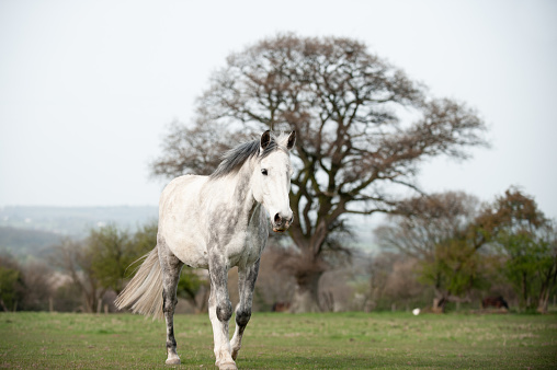 Beautiful large dapple grey horse walks towards the camera in field on a cool dull spring day.