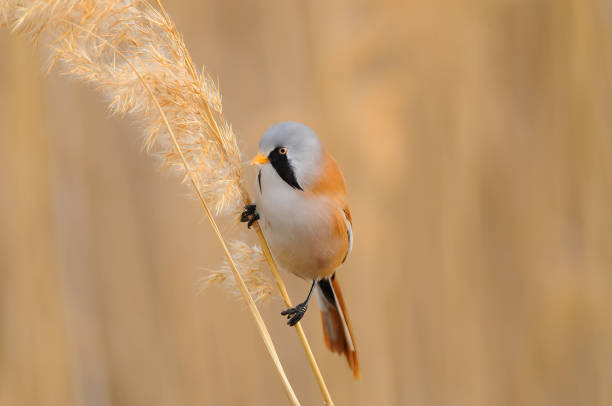 istock Male Bearded Reedling feeding on a reed. 1681030726