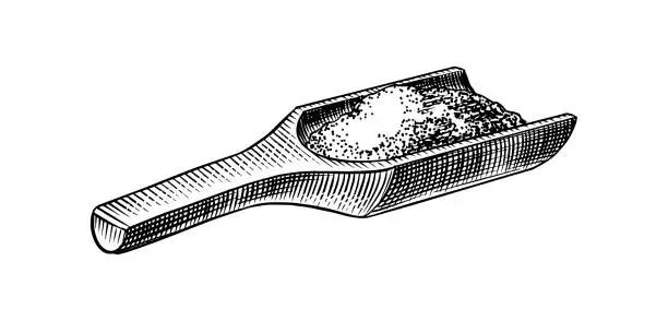 Vector illustration of Wooden spoon of sea salt. Piles of seeds. Spice in natural packaging. Flavoring or saline. Vintage background banner. Engraved hand drawn old sketch.