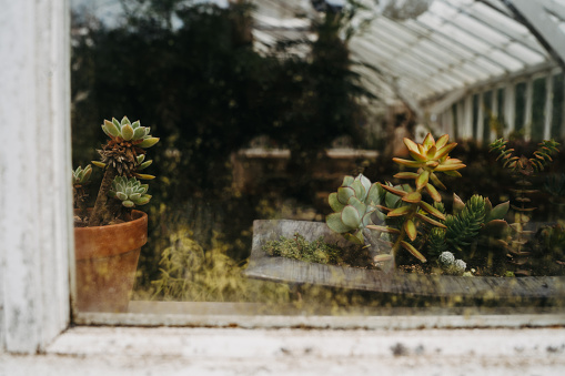 Various succulents and cacti with glass in a greenhouse. Front view.