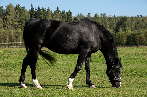 Asil Arabian horse - mare standing, two years old. 