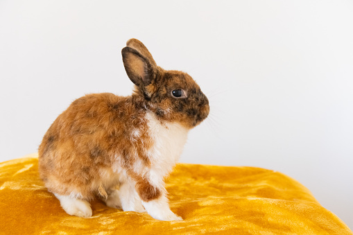 This is a photograph of one domestic rabbit sitting on a blanket indoors looking at the camera.