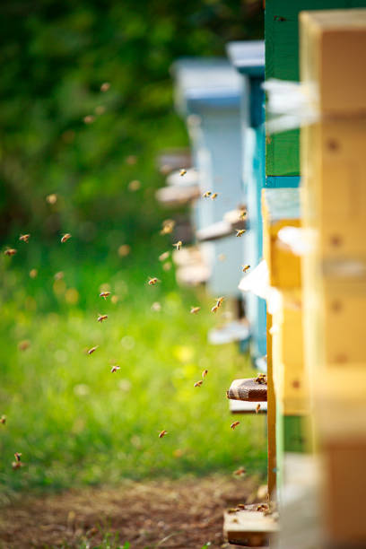 istock From beehive entrancebees creep out. 1681050216