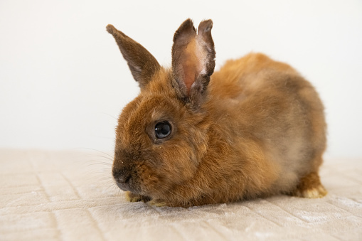 This is a photograph of rescued rabbit with an injury to its ears sitiing indoors looking at the camera.