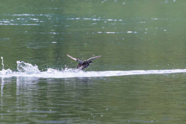 istock Duck on the lake 1681061292