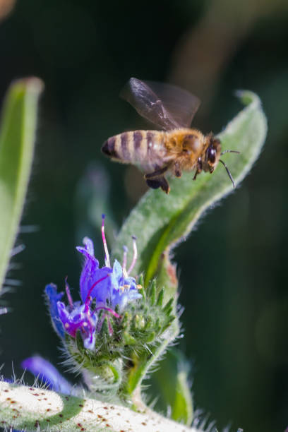 istock Honey bee collects nectar from Echium vulgare, viper's bugloss, blueweed. Collect pollen in the meadow. 1681063931