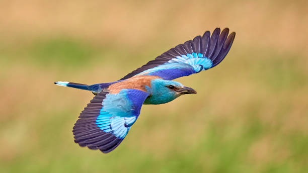 istock Blue roller, (Coracias garrulus) with prey in its beak in flight. European roller (Coracias garrulus) in natural habitat 1681065694