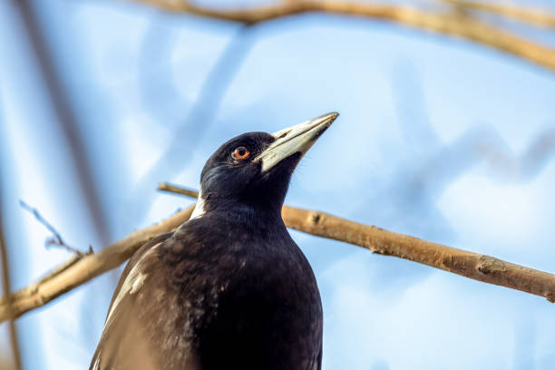 Australian Magpie sitting on tree branch, background with copy space, full frame horizontal composition