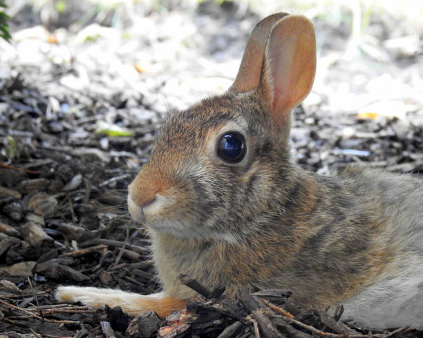 istock Eastern Cottontail (Sylvilagus floridanus) North American Bunny Rabbit 1681068260