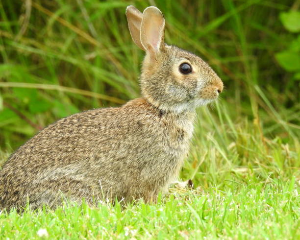 istock Eastern Cottontail (Sylvilagus floridanus) North American Bunny Rabbit 1681068787