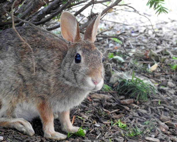 istock Eastern Cottontail (Sylvilagus floridanus) North American Bunny Rabbit 1681070366