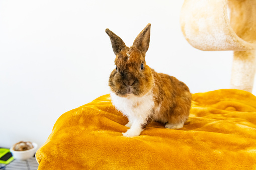 This is a photograph of one domestic rabbit sitting on a blanket indoors looking at the camera.