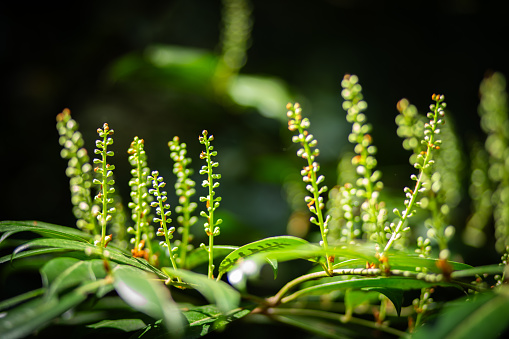 Cherry Laurel blooms and shines a vivid green in temperate rainforests of the Pacific Northwest.
