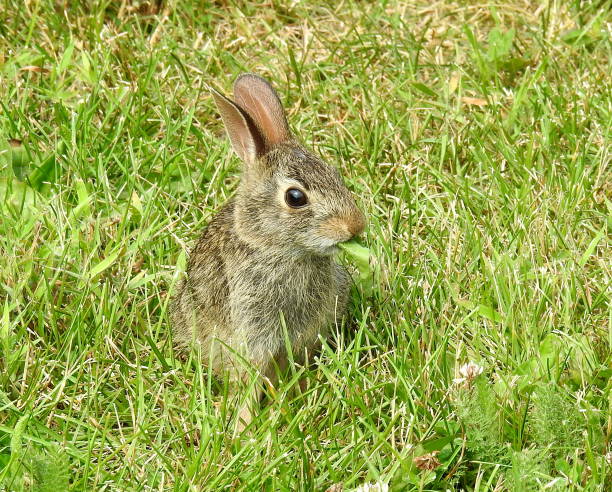 istock Eastern Cottontail (Sylvilagus floridanus) North American Bunny Rabbit 1681070925
