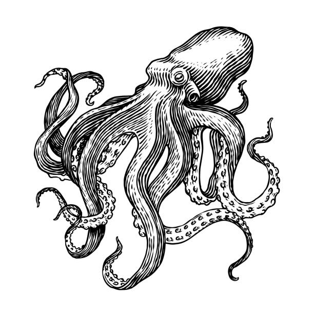 Sea octopus. Engraved hand drawn in old sketch, vintage creature. Nautical or marine, monster. Animal in the ocean. Template for logos, labels and emblems