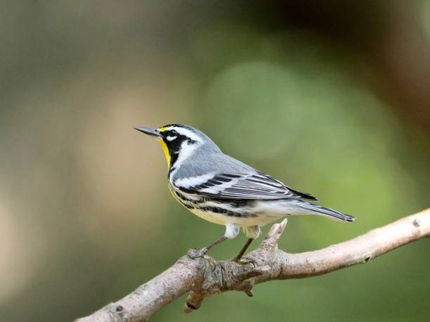 istock Yellow throated warbler 1681073512