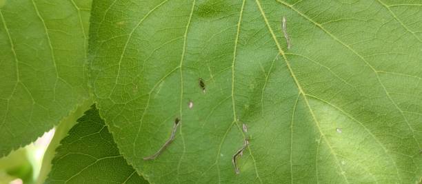istock apricot leaves and grapes 1681074364
