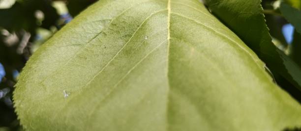 istock apricot leaves and grapes 1681074550