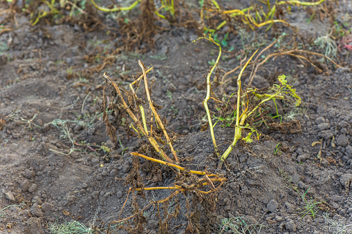 Dried potato sprouts before harvest. Poor potato crop on the field in the fall. Unprofitable farming. rotten potatoes. In Vegetable Garden Close Up.