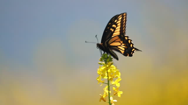 Butterfly perched on bright yellow wildflower before flying off