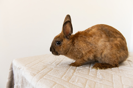 This is a photograph of one pet brown rabbit sitting indoors.