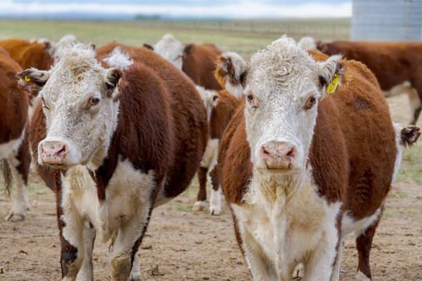 istock Some Polled Hereford breed cows and in a field looking at camera 1681095534