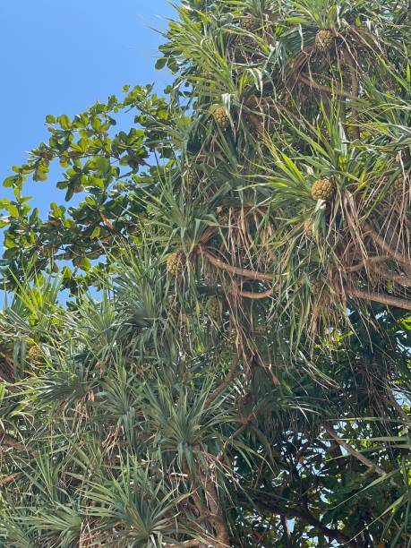 istock palm tree on the beach, Phuket, Thailand. Beautiful view 1681098685
