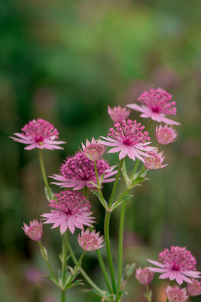 istock Astrantia flowers side by side in a green, blurred meadow background. 1681110551