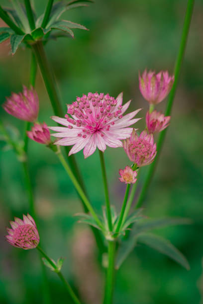 istock Astrantia flowers side by side in a green, blurred meadow background. 1681111600
