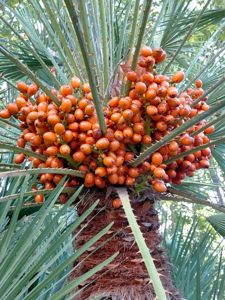 fruits of the Chamaerops humilis (palm or dwarf palm) on its tree, detailed photo. fruits of the Chamaerops humilis (palm or dwarf palm) on its tree, detailed photo. saw palmetto stock pictures, royalty-free photos & images
