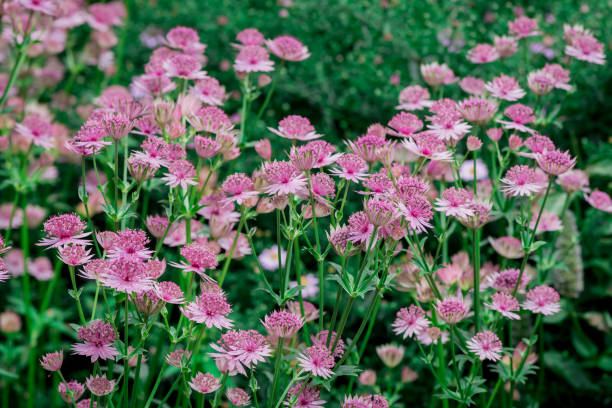 istock Astrantia flowers side by side in a green, blurred meadow background. 1681113219