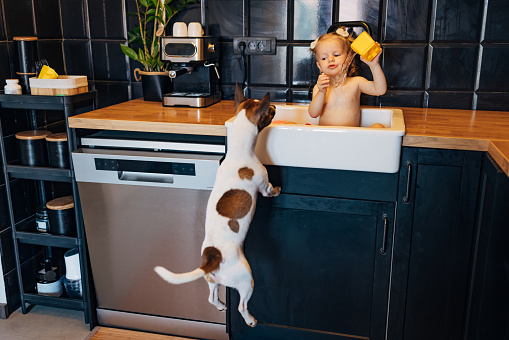 Cute baby girl playing with toys in the kitchen sink with a Jack Russell Terrier dog playfully jumping around her