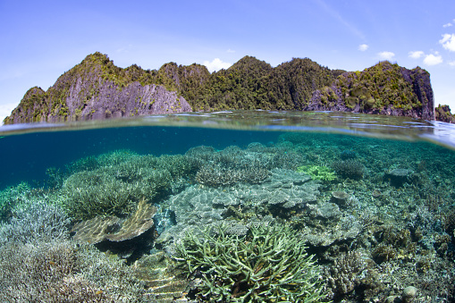 A robust coral reef, full of healthy hard and soft corals, thrives in the shallows near remote limestone islands in Raja Ampat, Indonesia.
