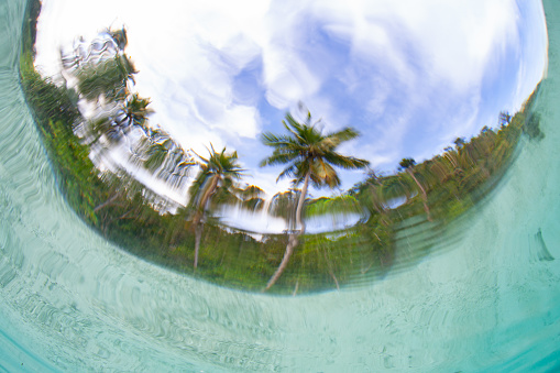 Palm trees line the shoreline of a remote island in Raja Ampat, Indonesia. This beautiful, tropical region is known for its high marine biodiversity.