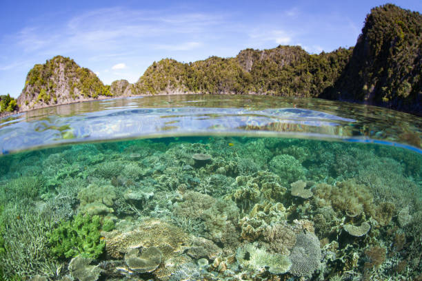 istock Beautiful Coral Reef in Raja Ampat 1681124457