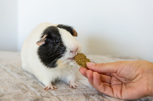 This is a photograph of a guinea pig being fed from the pet owner’s hand indoors.