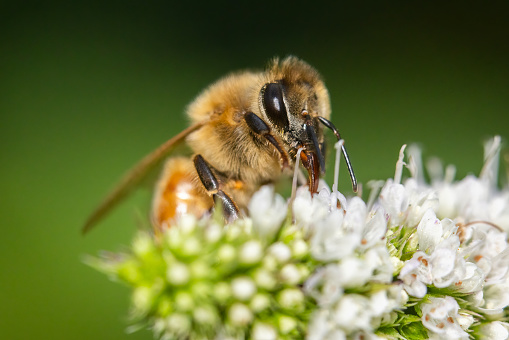 European honey bee close up
