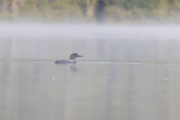 istock Common loon or great northern diver 1681133032