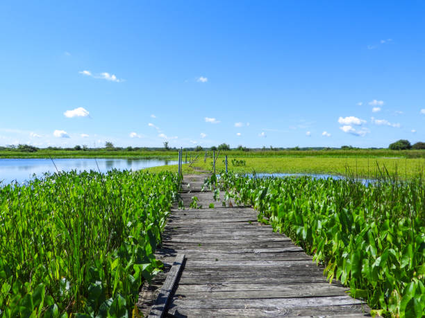 istock Bridge Over Water with a Blue Sky Background 1681141440
