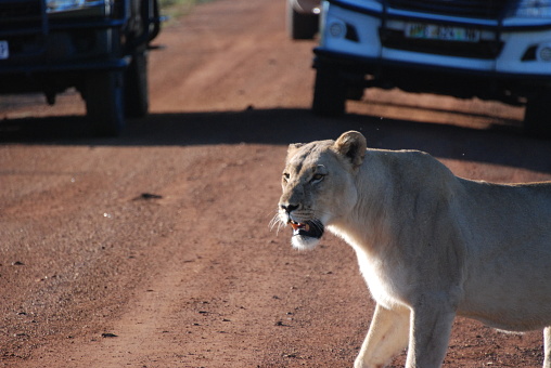 Lioness crossing roadway