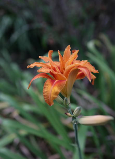istock Orange Lily in a Flowerbed in Canada 1681167260
