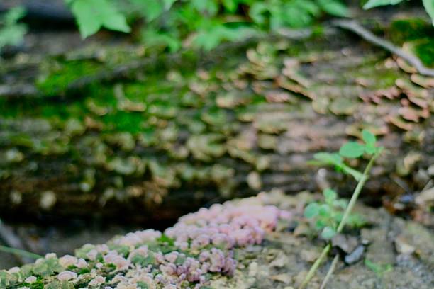 istock Vibrant Fungi 2 1681177561