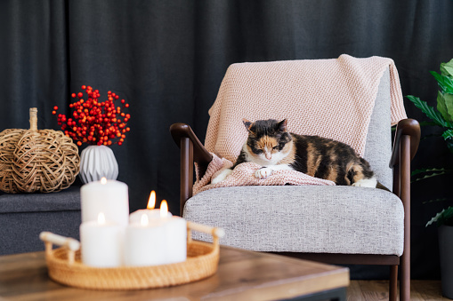 Multicolor cat pet relaxing on knitted plaid on modern armchair with autumn cozy decor with wicker pumpkin and burning candles on the coffee table. Seasonal autumn coziness at home and hygge concept.