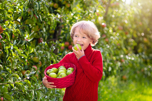 Child picking apples on farm. Apple orchard fun for children. Kids pick fruit in sunny garden. Little boy with red basket and green apples. Kid eating fruit. Autumn outdoor activity. Gardening in fall