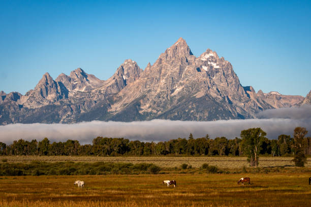istock Tetons and Horses 1681206909